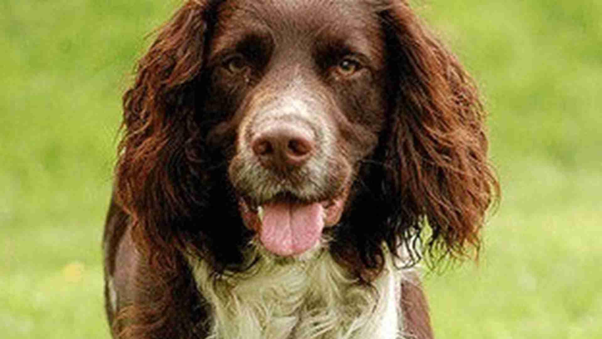 史宾格玩具消毒，啃咬频率统计，细菌防控要点，每日必做流程