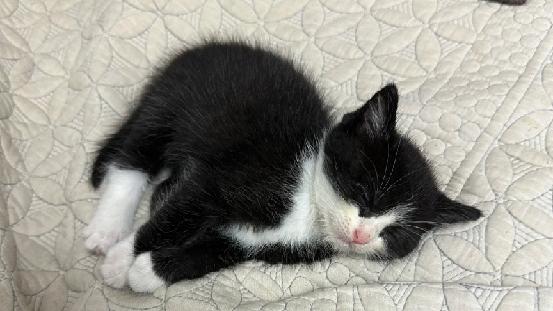 2025猫粮牌子推荐哪些？最好的猫粮排行榜前十名推荐，618必看！