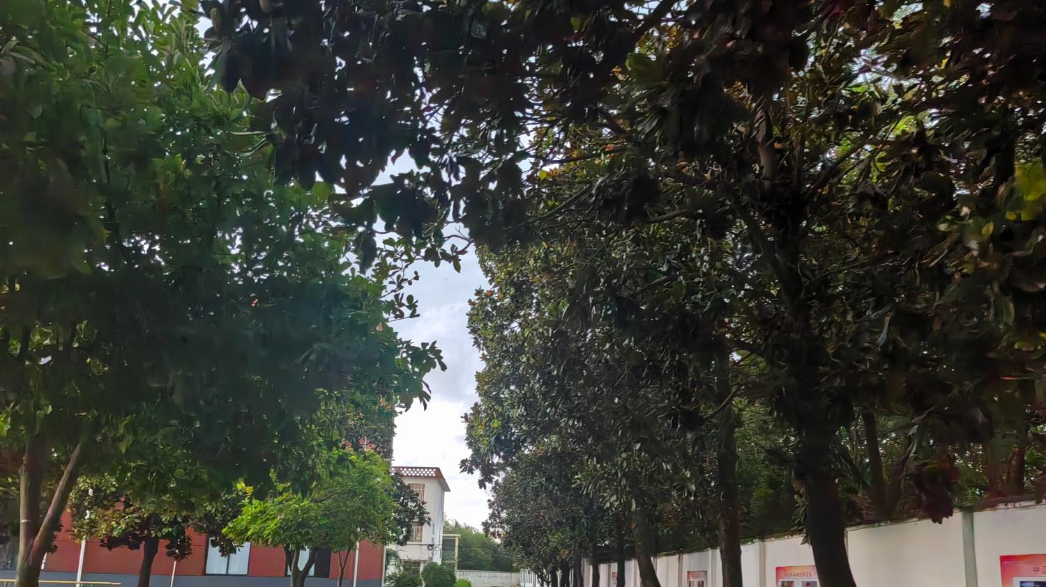 校园值守：风雨中的寄思