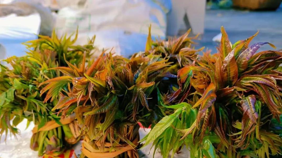 发现春天在枝头的秘密：椿芽