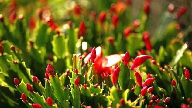 长寿花和蟹爪兰开花爆盆，花苞满枝