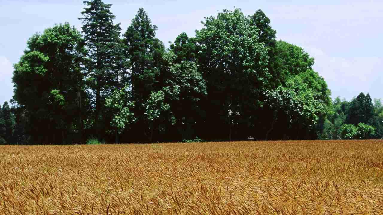 勤劳双手绘绿野，棉花与向日葵笑，金色梦想在照耀
