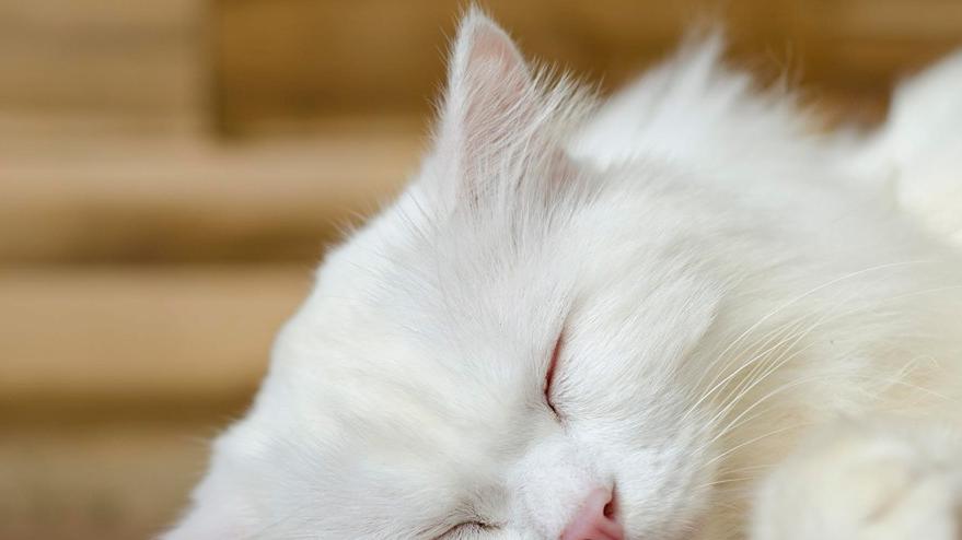 猫罐头主食罐什么牌子好吃又实惠？分享四款高性价比主食罐头！