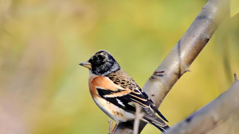 燕雀安知鸿鹄之志：燕雀就是燕雀，不需要知道鸿鹄之志