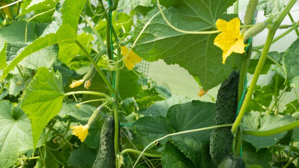 如何通过环境管理提升黄瓜产量？