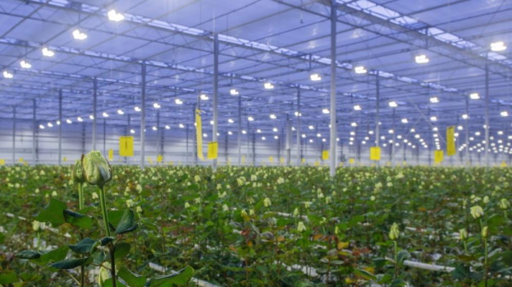 科锐LED与SANlight携手合作园艺照明