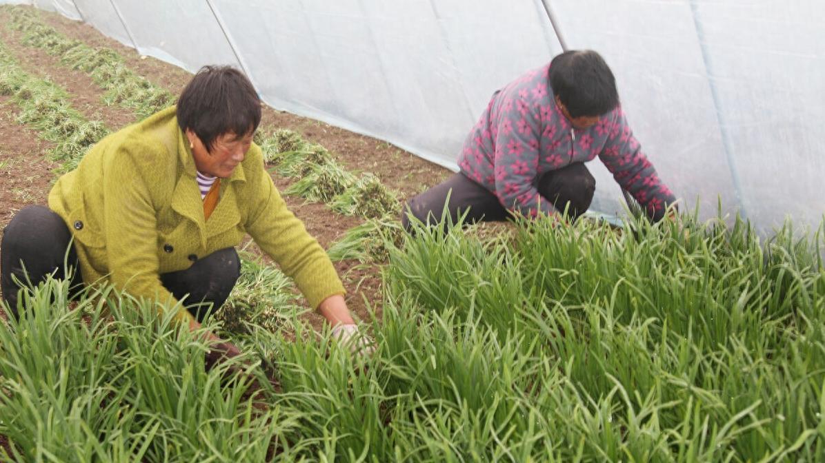 一年吃几次！韭菜怎样长得粗壮茂盛？最快方法全在这儿