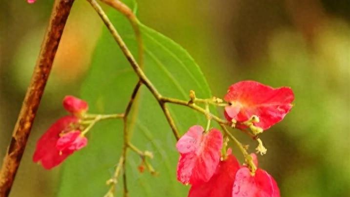 雷公藤：毒与药交织的“风湿克星”