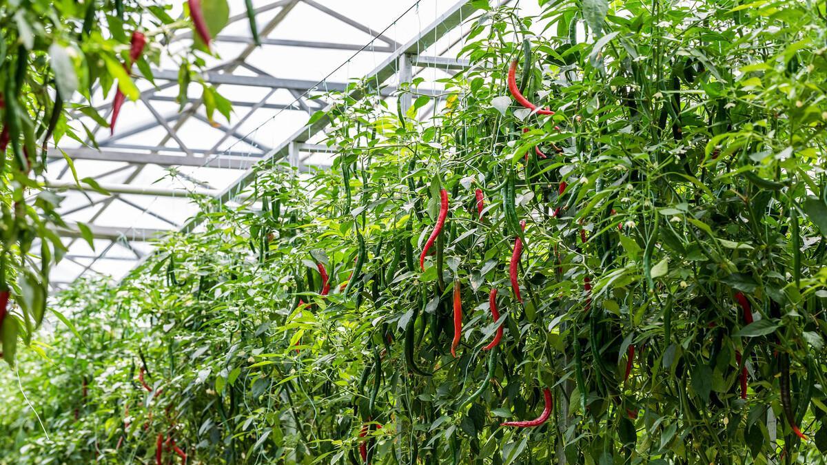 辣椒爱吃什么肥料？掌握这4种肥料的用法，轻松获得高产！
