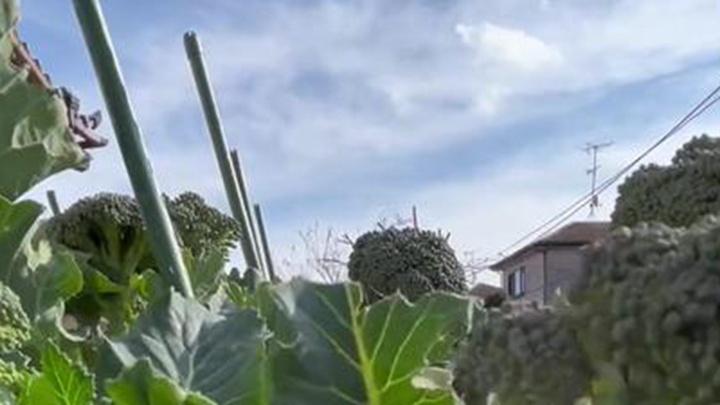 阴雨寡照影响抽薹，生物补光助力发育，四季茬口衔接与西兰花储存方案