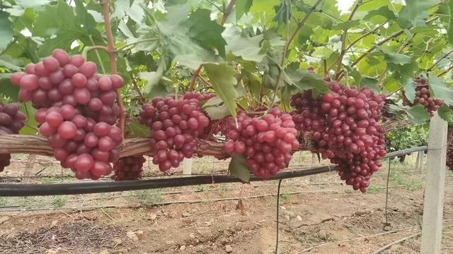 冬天的昆明满城水果尽带香