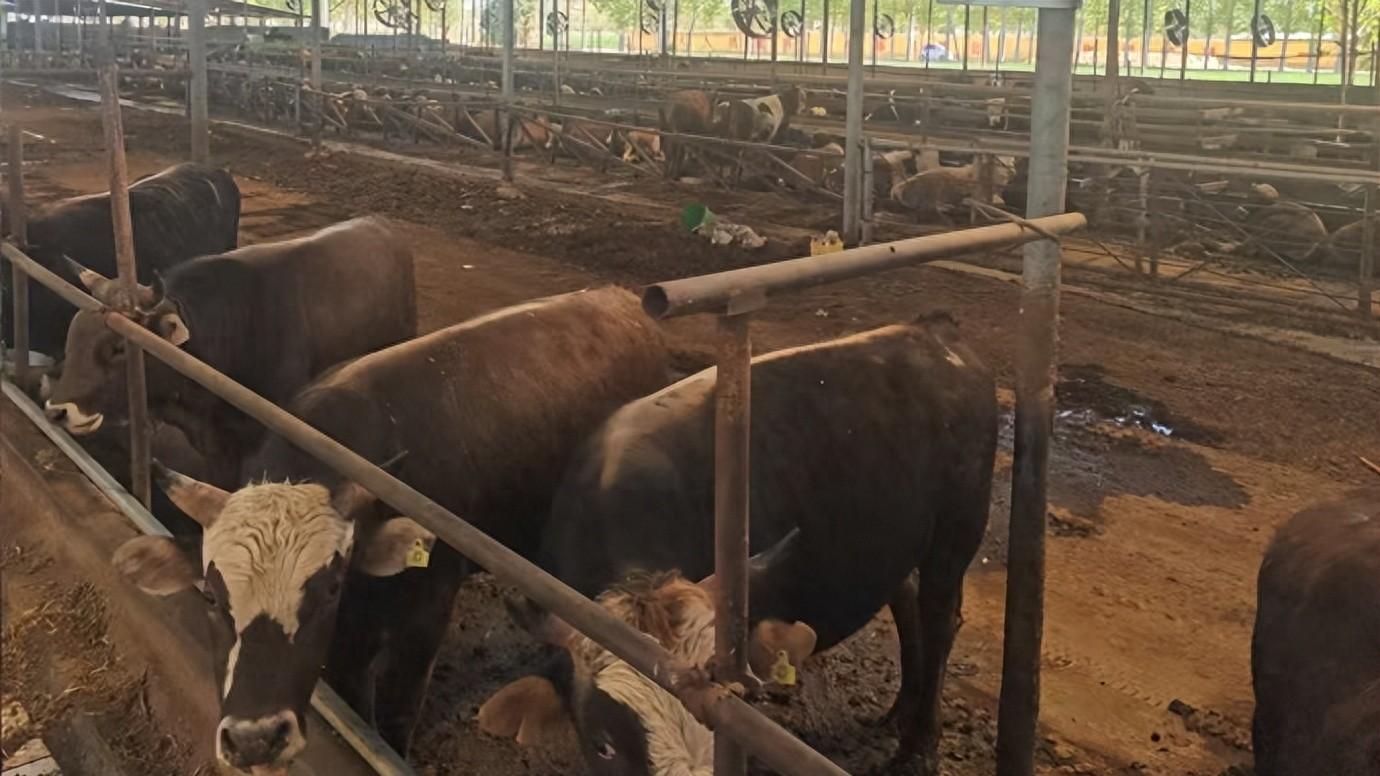 农担惠菏 激活乡村产业内生动力