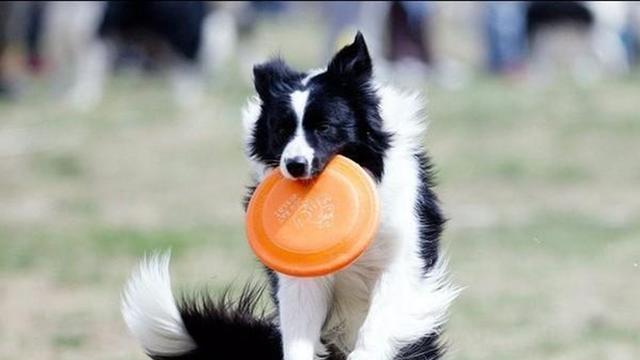 硬核实力“显真章”：骁龙8 Elite在iQOO13上居然这么猛？​