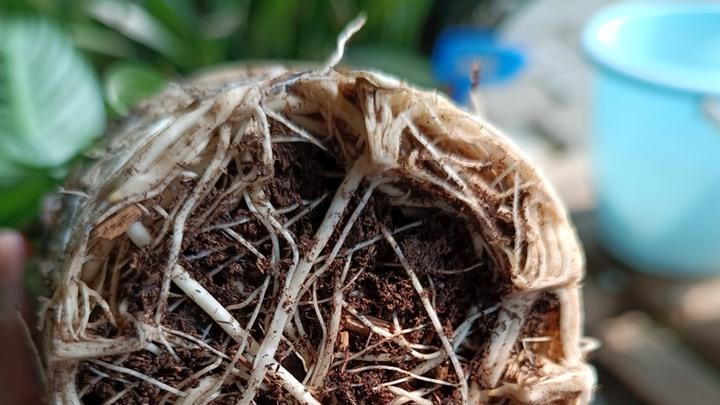 白掌水苔育苗，阳台闷养箱，三周出根，千万注意菌群