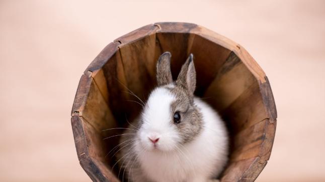 为什么你的兔兔成了破坏王？它可能只是需要磨牙