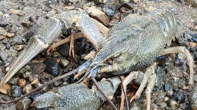 专家在新疆首次发现新品种鳌虾，当地人却说20年前就有了！为何总有这样的矛盾？