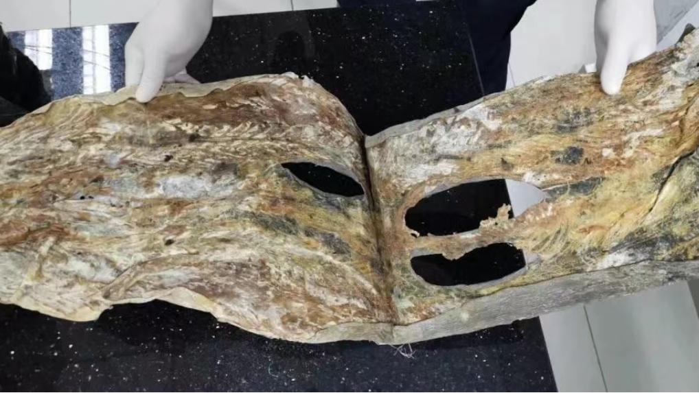 海关律师、走私辩护律师邵丹：查获走私濒危鲨鱼制品