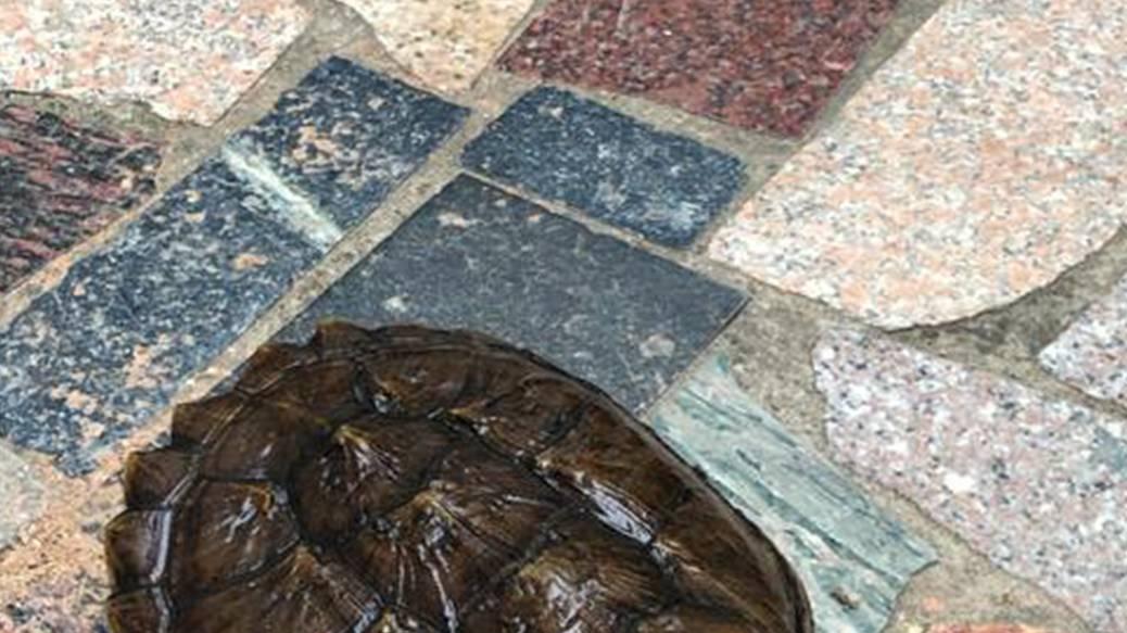 幼龟科学分级饲养技术，鳄龟幼苗存活率显著提升，标准化加工助力农户转型