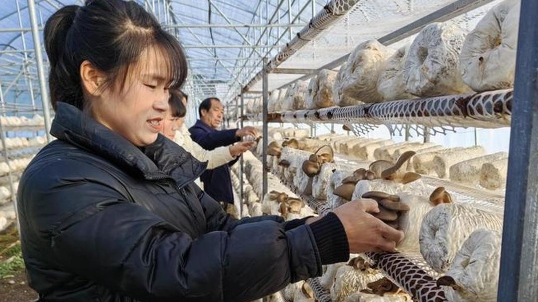 借助喷雾设备，水分均匀分布，平菇生长有帮助