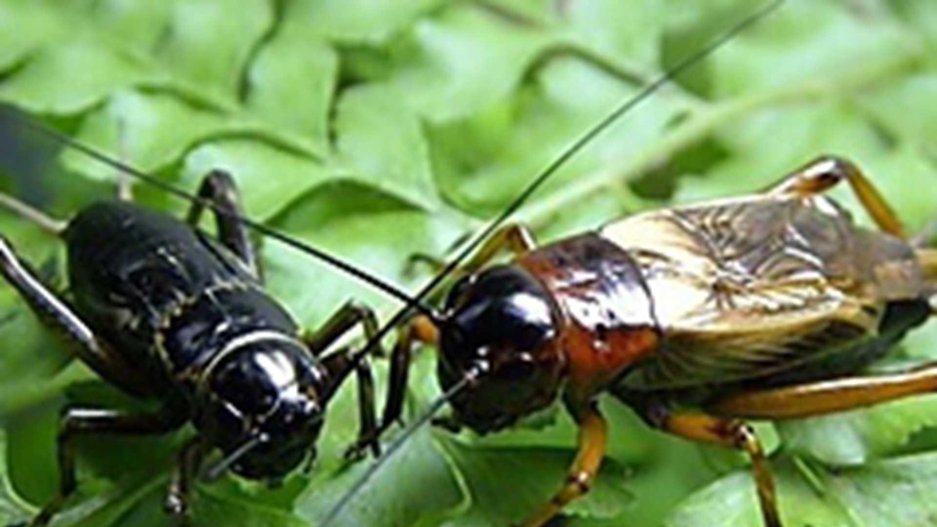 蟋蟀种源净化术，山区养殖场实践，基因筛查流程图，步骤别跳过