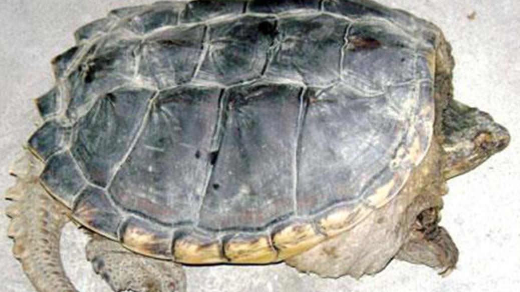 鳄龟养殖效益提升策略，龟苗分级销售与加工增值，借鉴隔壁县创新方案