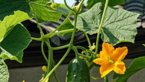 黄瓜种植技巧分享，提升产量与品质，助你轻松掌握