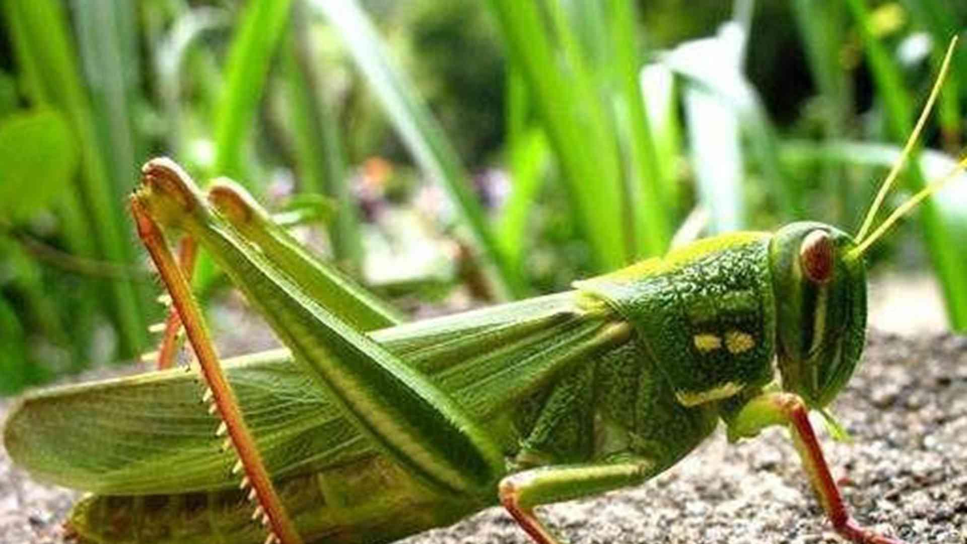 蝗虫天敌防护，生态园瓢虫引入，益虫数量平衡，计算别错