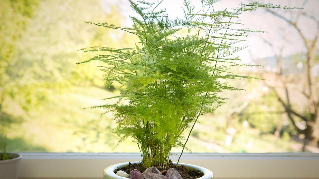 养文竹，掌握这“三点”，告别黄叶干尖，常年翠绿！