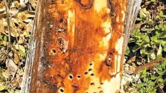 为啥说枯死松树不能当柴火烧？全因我国9亿亩松树正遭受隐形危机