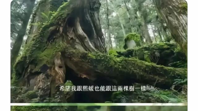 S妈宣战后，台媒披露原因：汪小菲把人逼急了，要争抚养权！