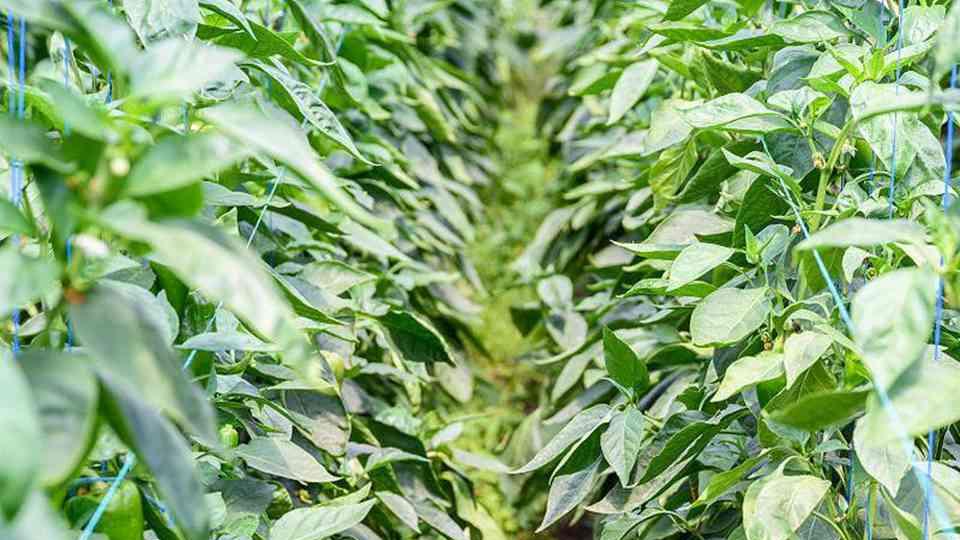 香蕉黄瓜套种技巧，科学种植方法分享，2个月实现高产丰收