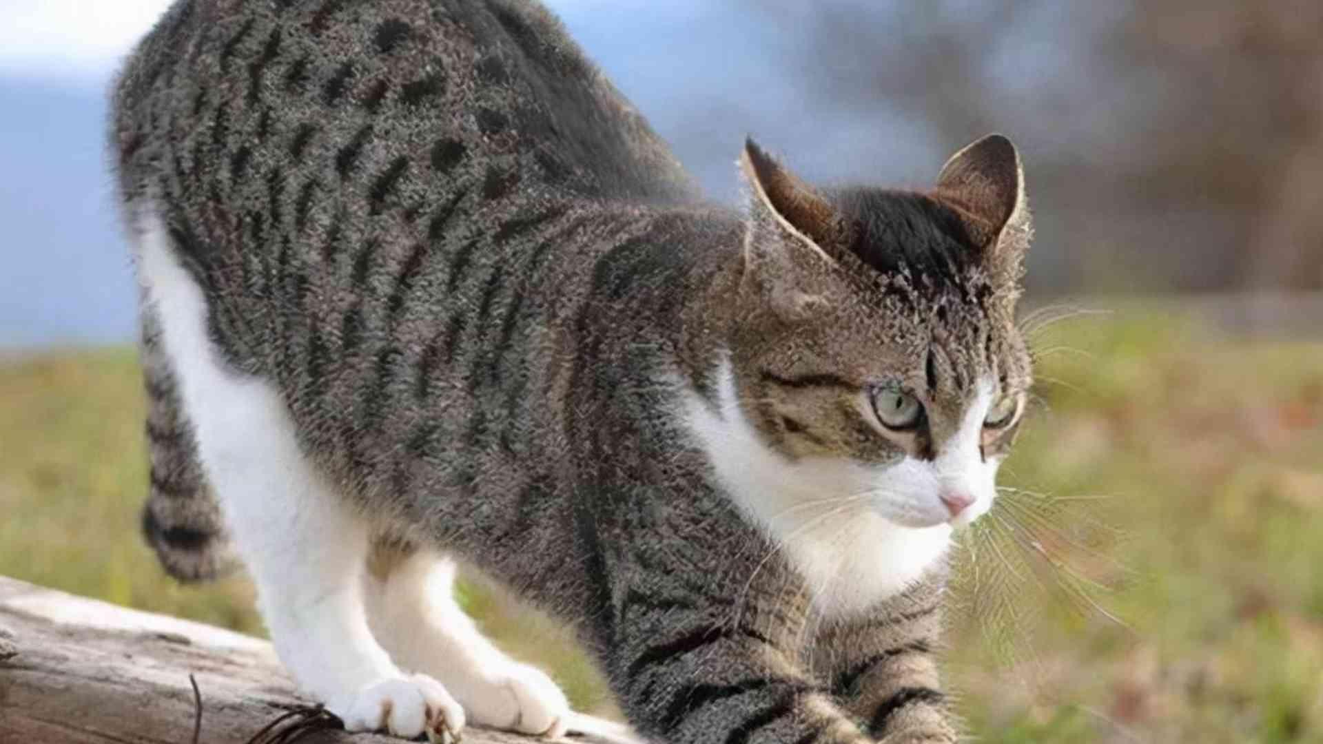 产前运动监测表，家养需打印，回乡青年试，狸花猫分娩时长预测
