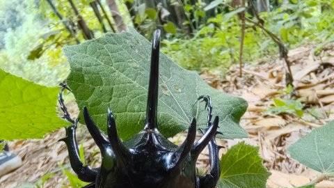 首次发现！两种国家二级保护动物现身云南永德大雪山国家级自然保护区