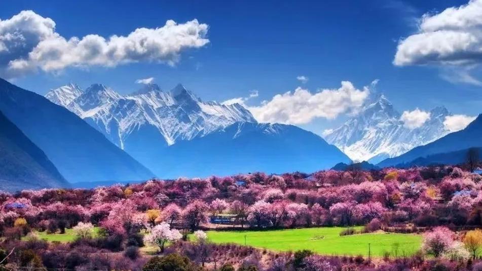 春天最值得去的6大赏花宝藏地，花开成海，浪漫到哭！
