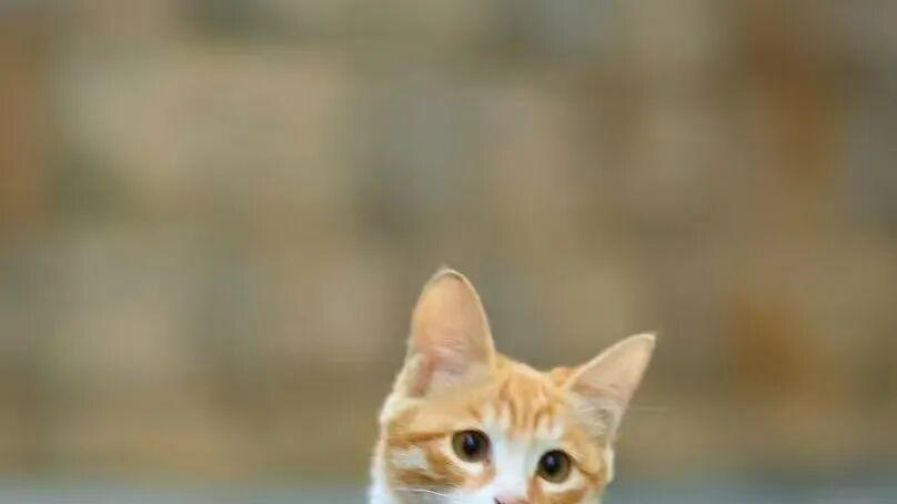 热巴粉丝维权妆造、关晓彤影视动态、红舞鞋剧组道歉、vogue盛典反馈、熟瓜汇总