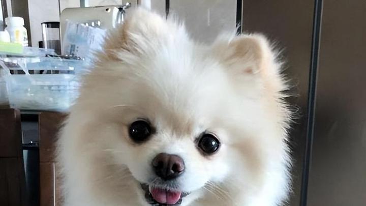 窝垫材质选择法，博美体温调节机制，对比柴犬，飘窗休憩观察