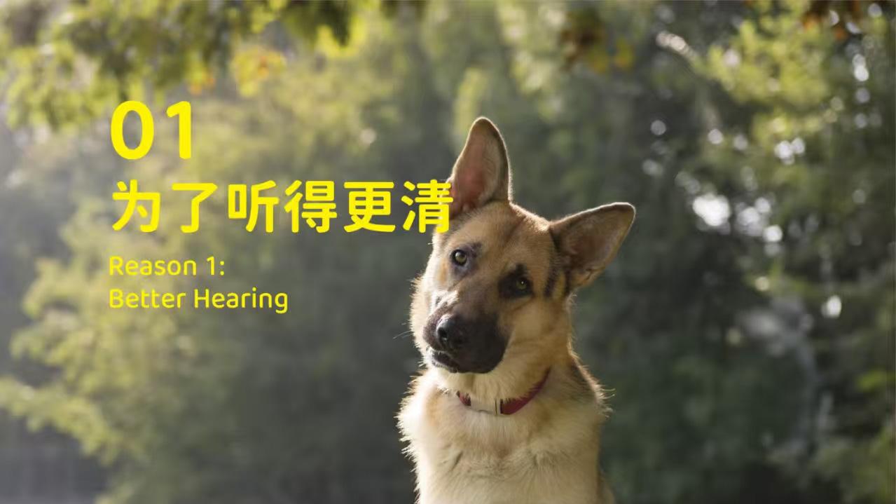 象乡宠物食品 | 狗狗歪头杀? 其实不只是卖萌