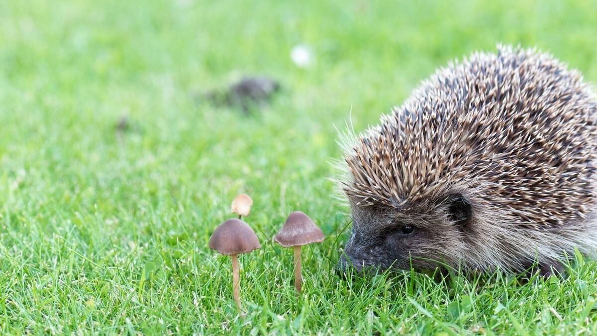 家里刺猬进进出出，是好是坏？如何让它们远离家园？