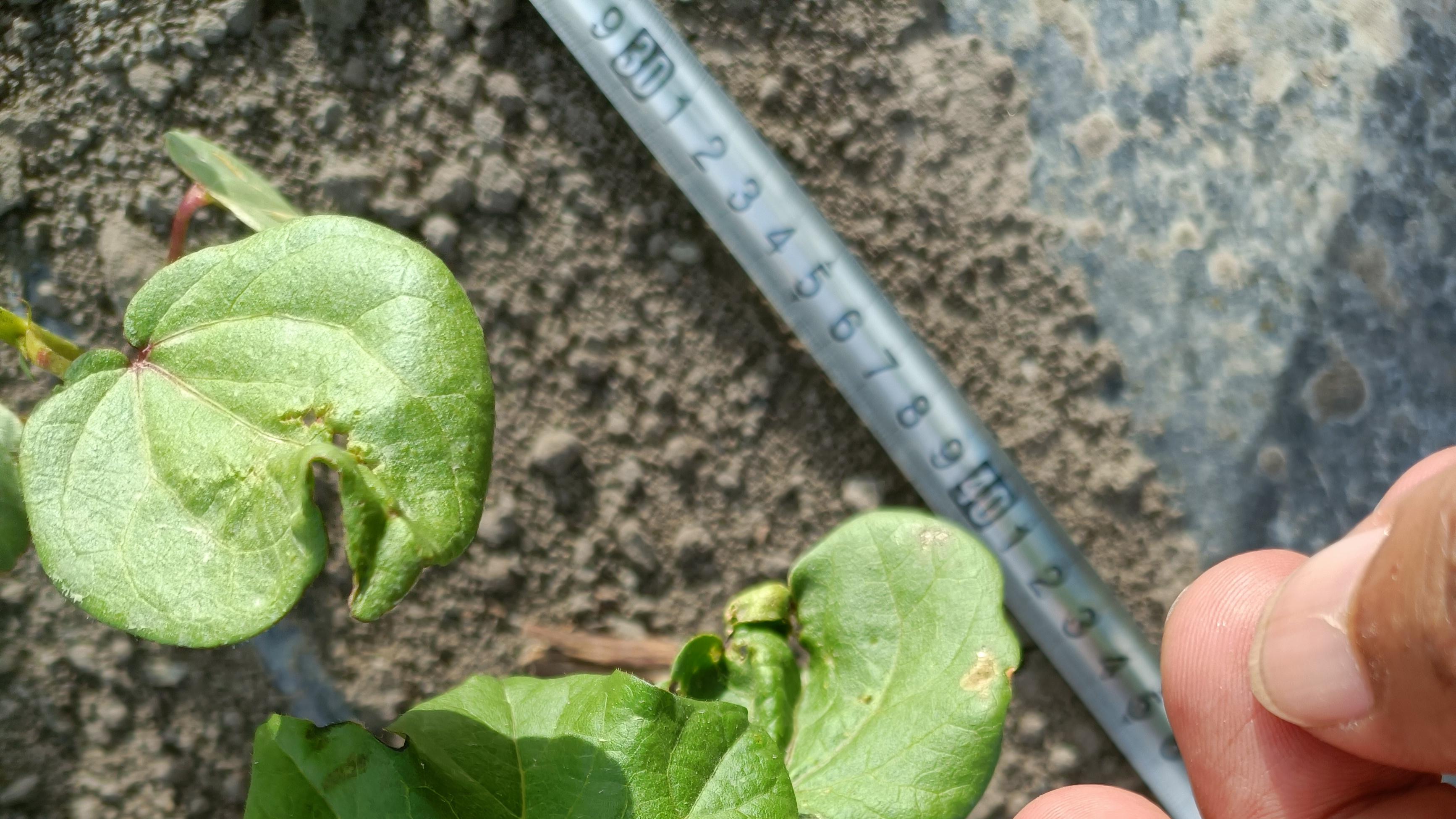 新疆棉花播种季：干播湿出技术下种子不发芽的五大原因及科学对策
