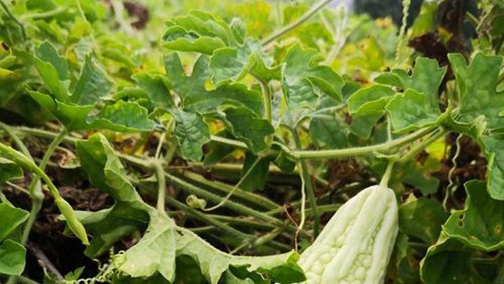 苦瓜藤蔓承重加固方案，强光灼伤预防措施，福建丘陵挂果期管理实证