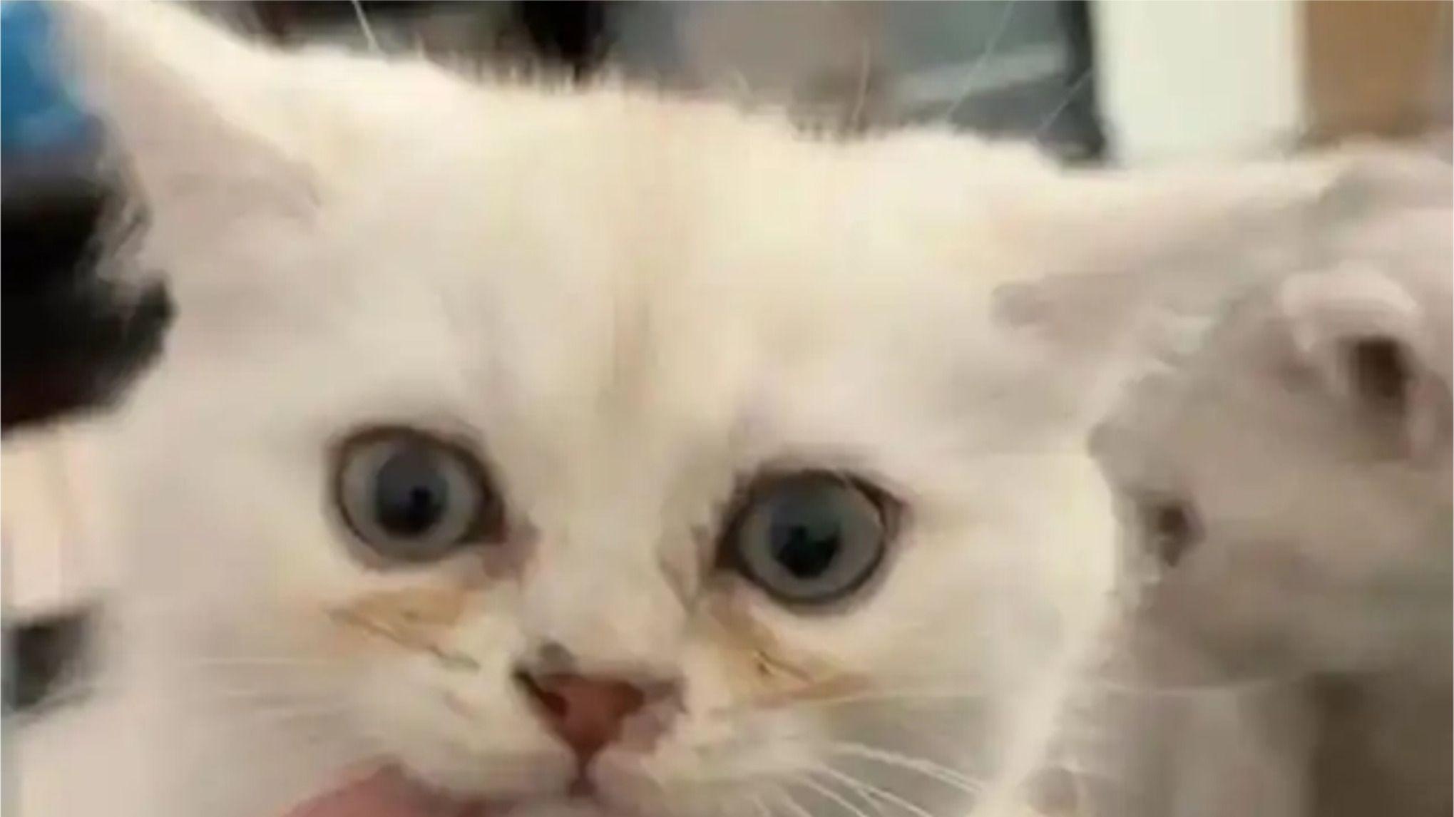 猫咪眼屎黄粘稠怎么回事? 猫有泪痕该怎么办？适口性最好泪痕猫粮