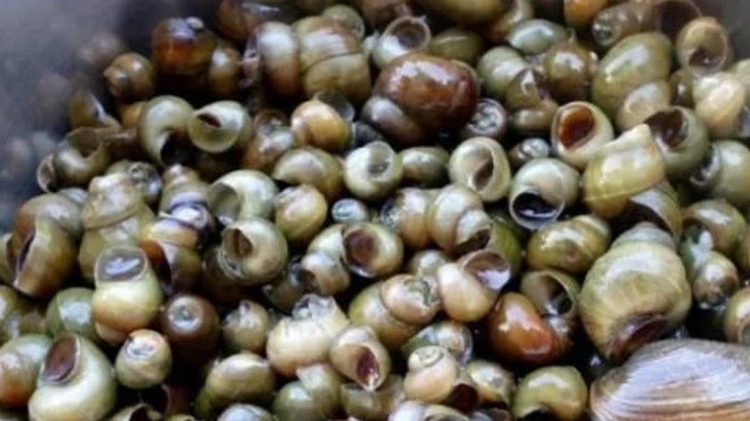 田螺种苗的生态习性咋契合？了解习性巧搭配，营造适宜环境