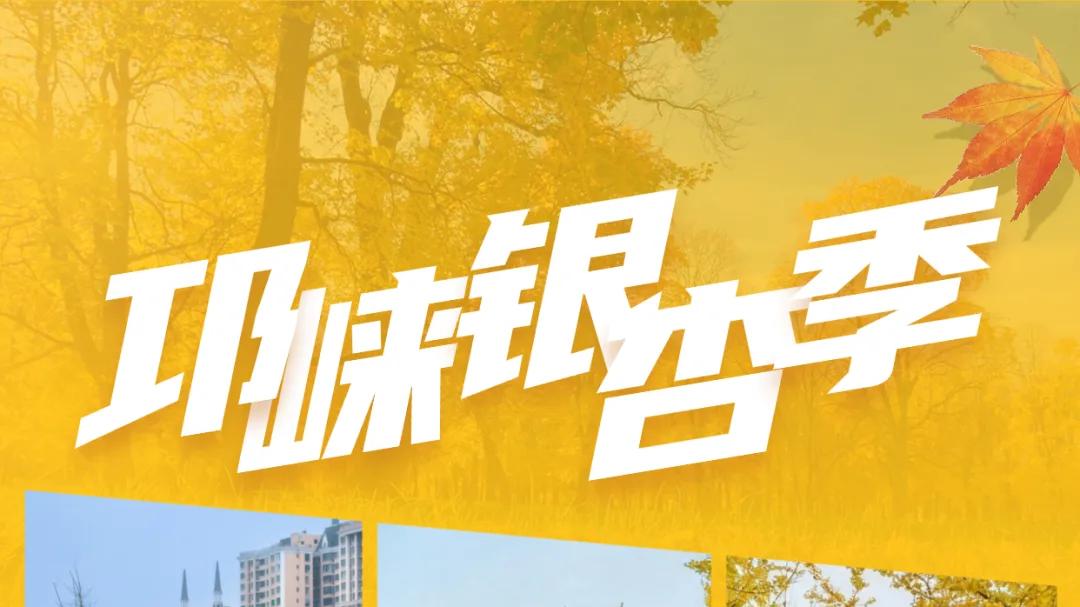 临邛古城银杏季，从浅黄到满树的鎏金，阳光温柔绵长