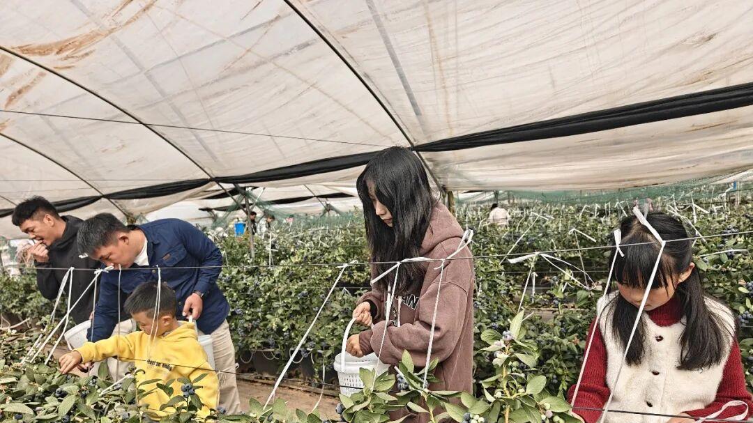 川滇明珠 2025 “多彩欢歌” 活动融合多元，文旅转为乡村经济动力！