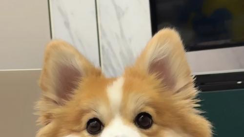 干货｜狗不吃东西吃什么药最好？铲屎官必藏解决方案！