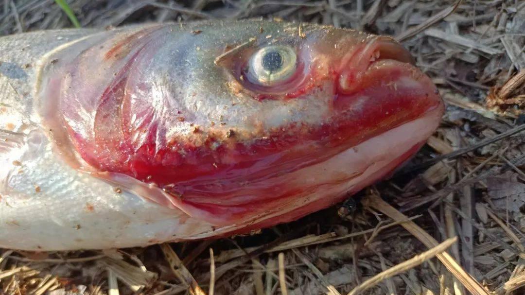 第14篇：细菌性败血症年年有，关键在这3个预防动作