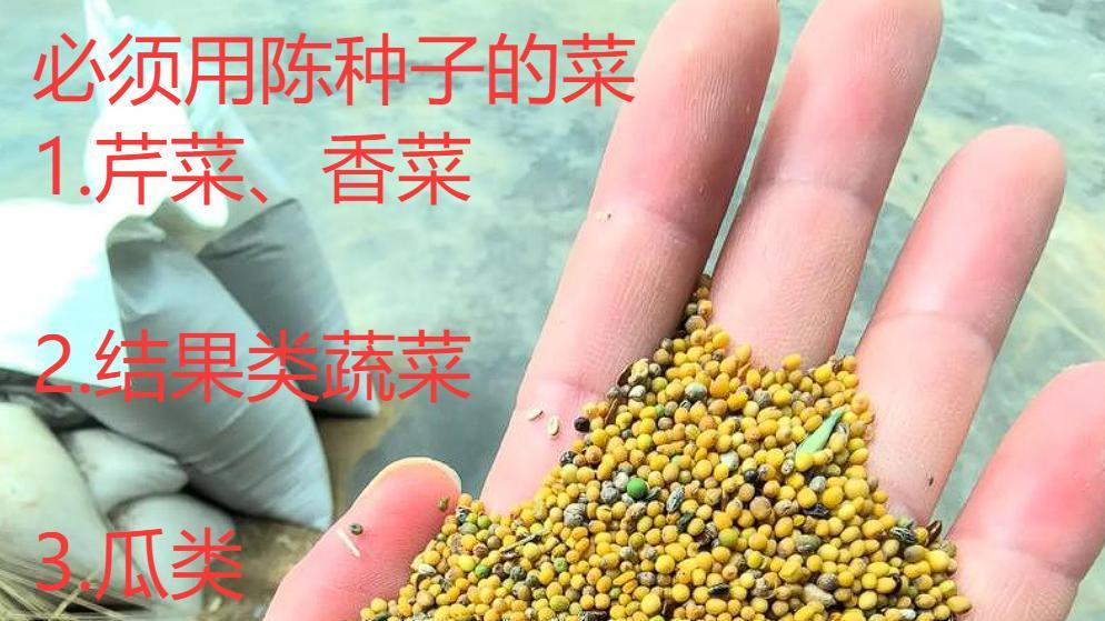 哪种蔬菜能用陈种子，哪种只能用新种子？收藏好，有一天肯定用到