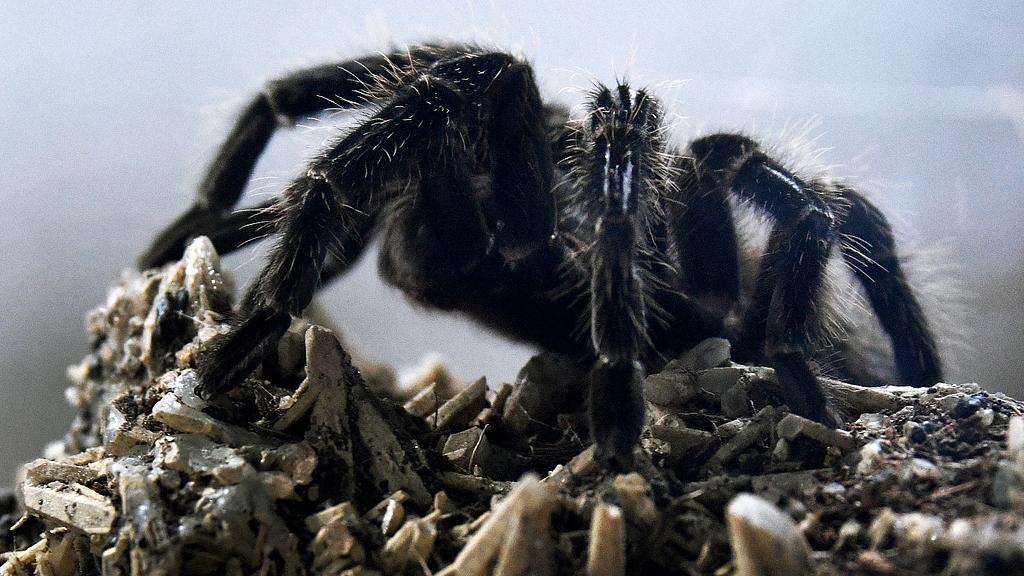 狼蛛：沙漠伏击者的绒毛感知