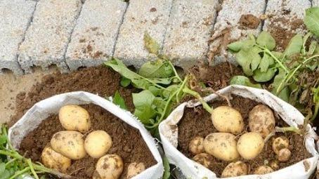 马铃薯种薯切块过小易染病，切面消毒是关键，新型药剂有效阻断病菌传播