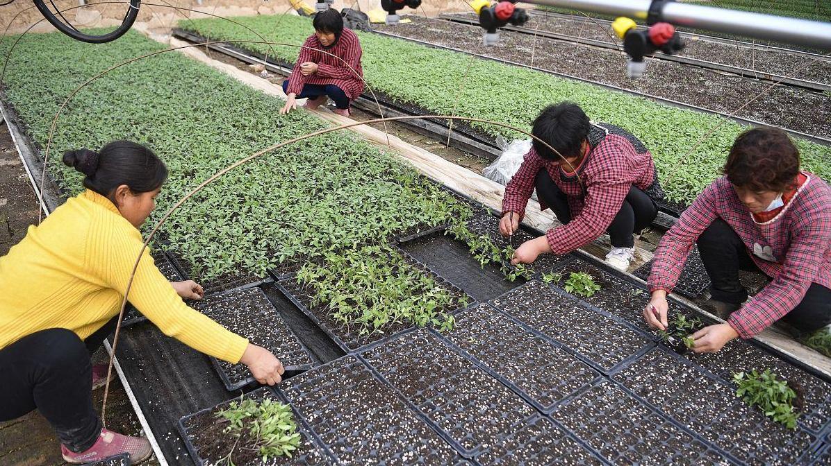 如何在春季露地番茄种植中育苗？5个重点措施告诉你